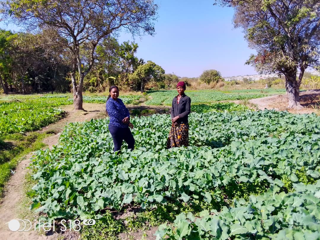 Top Agri Crop